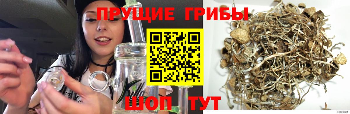 Псилоцибиновые грибы Psilocybine cubensis Грозный